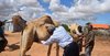 somali camel2.jpg