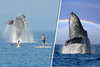 WHALE-PEOPLE-PADDLE-BOARDING-490215.jpg