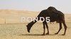 camel-eating-near-sea-footage-061489813_prevstill.jpeg