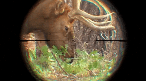 giphy.gif