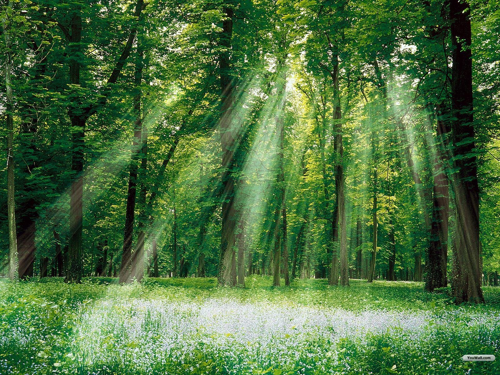 Green-Forest-green-34594061-1600-1200.jpg