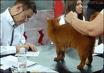 tumblr_nyey6pbBOc1tlb56zo1_400.gifv