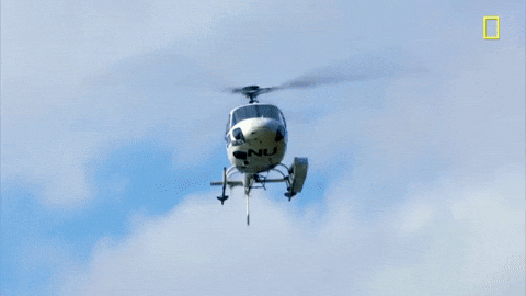 giphy.gif