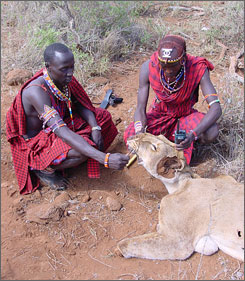 lions.jpg