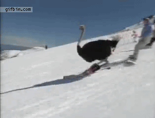 3OgvQ8J.gif