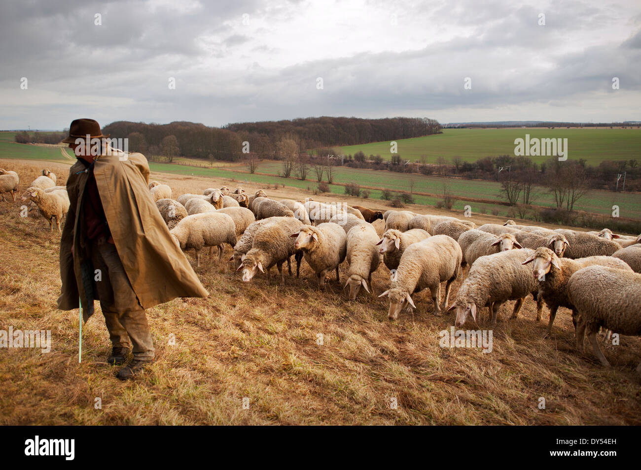 a-shepherd-leads-his-sheep-up-a-hill-in-the-countryside-weimar-germany-DY54EH.jpg