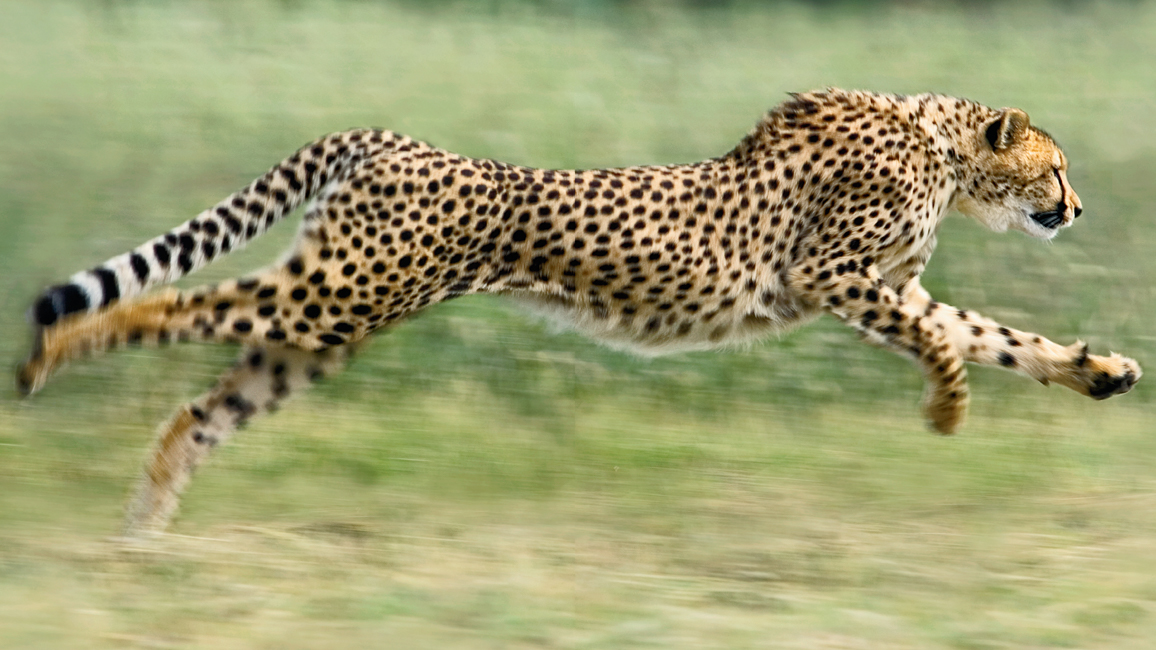 RR-Cheetah-Sept-2015.jpg
