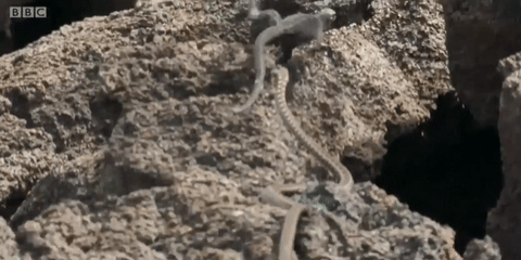 landscape-1478549945-iguana-snake-chase.gif
