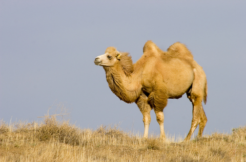 bactrian-camel.jpg