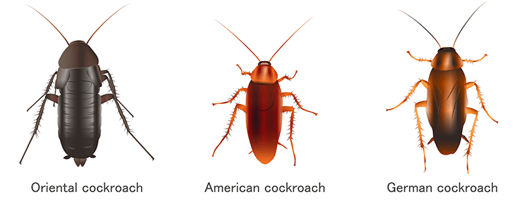 www.fantasticpestcontrol.co.uk