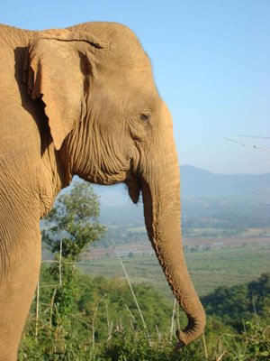 Elephant-morning-view.jpg