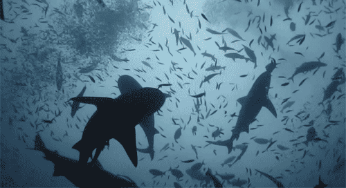 sharks-and-fish-swimming-animated-gif.gif