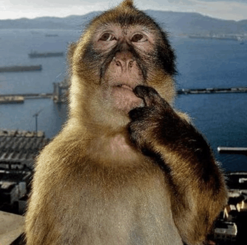 Monkey Thinking Meme - Monkey Thinking - Discover & Share GIFs
