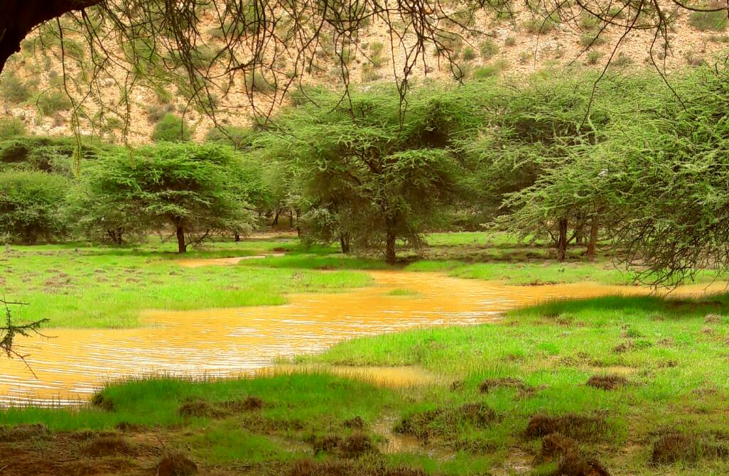 Afarta-Dul-ee-Qardho.jpg