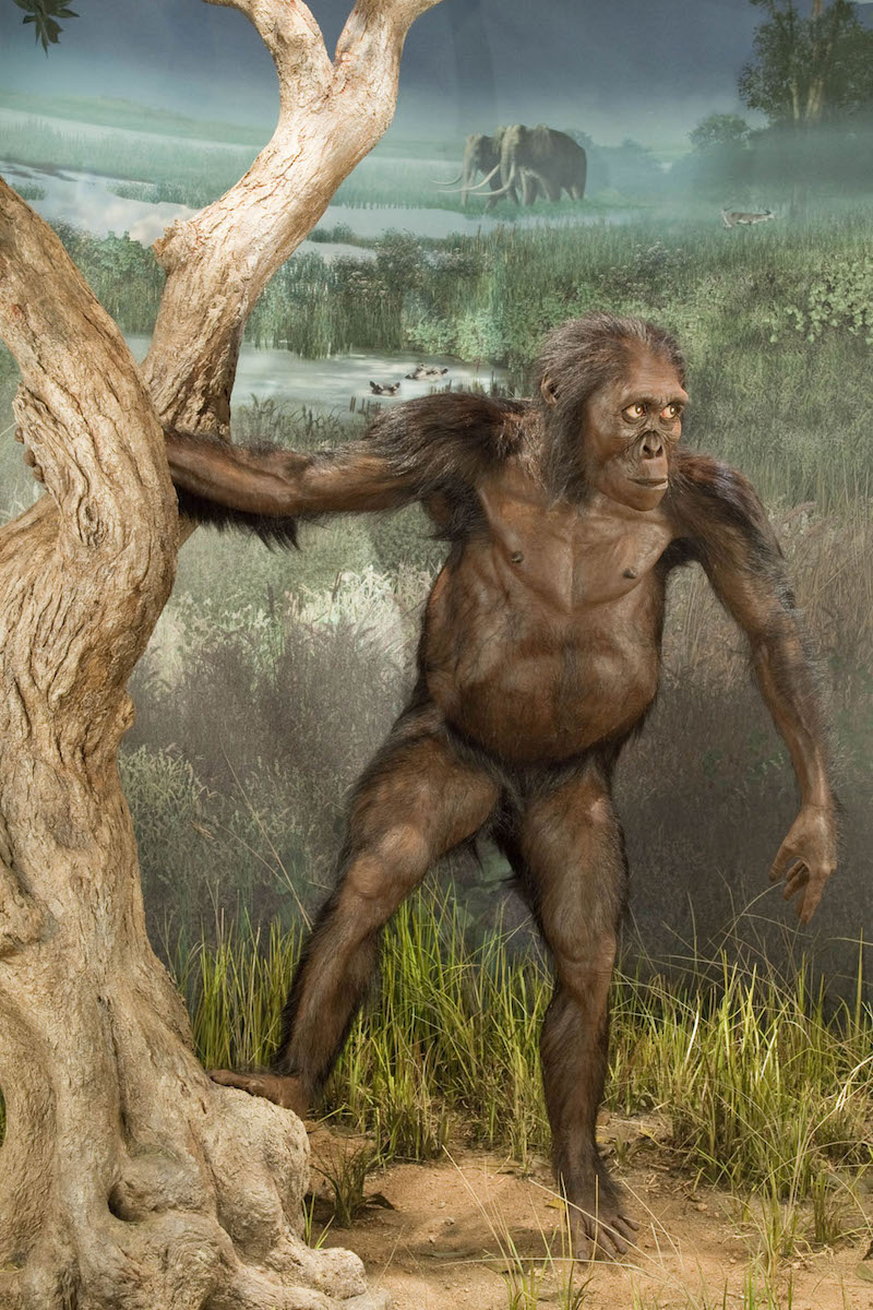 A_afarensis_Lucy_by_JohnGurche.jpg