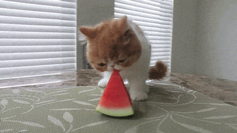 giphy.gif
