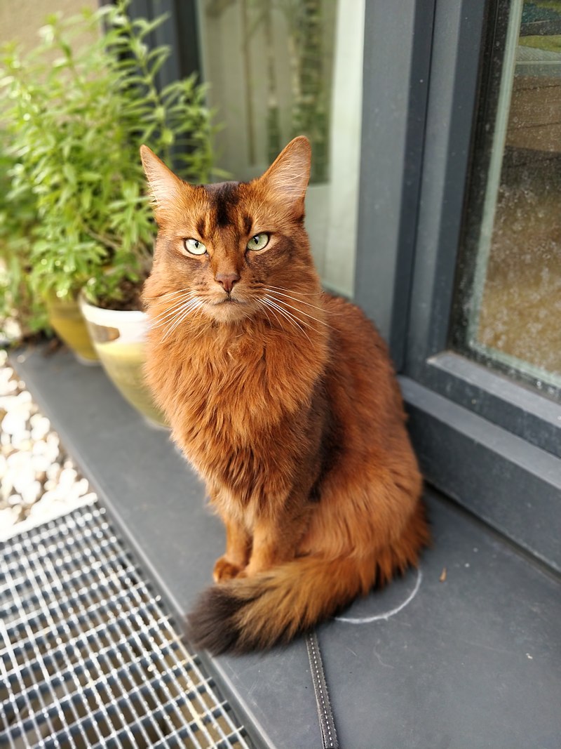 800px-Cat_Somali.jpg