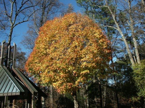 sugar-maple-500x375.jpg