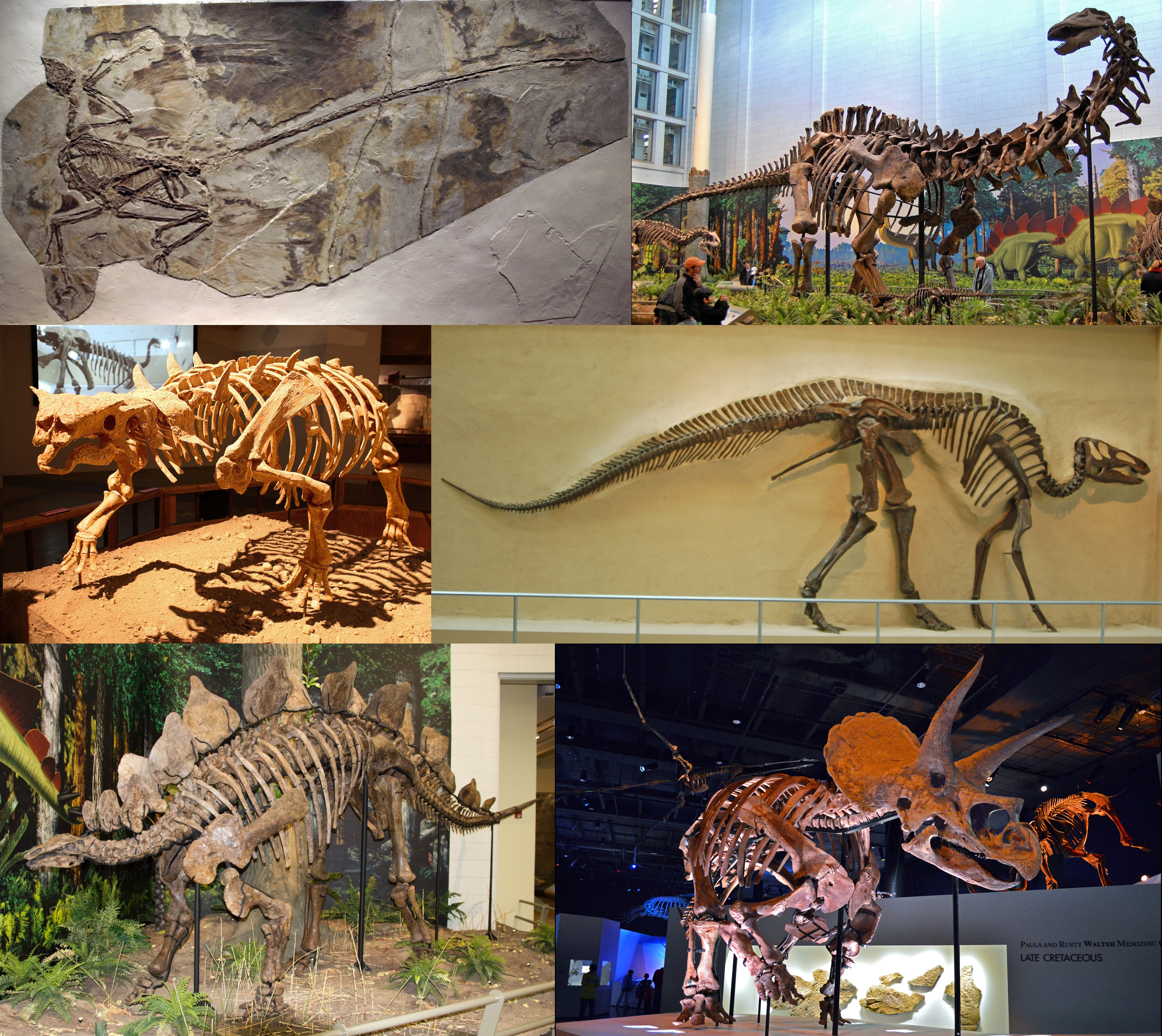 Dinosauria_montage_2.jpg