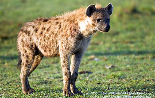 hyena_eating_Kismayo.jpg