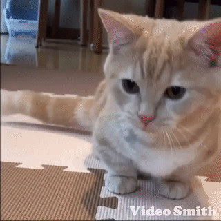 giphy.gif