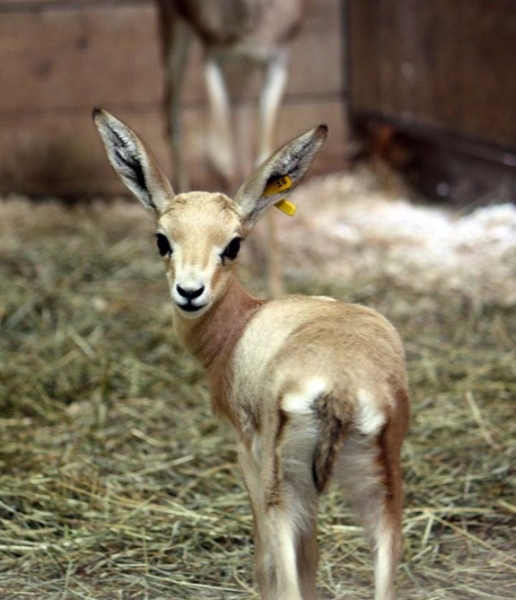 baby-gazelle.jpg