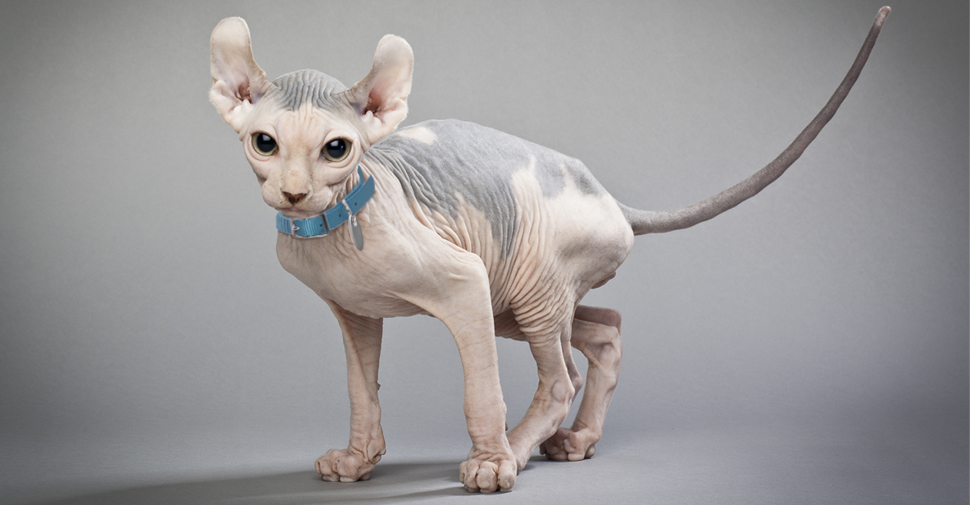 Elf-Cat_01.jpg