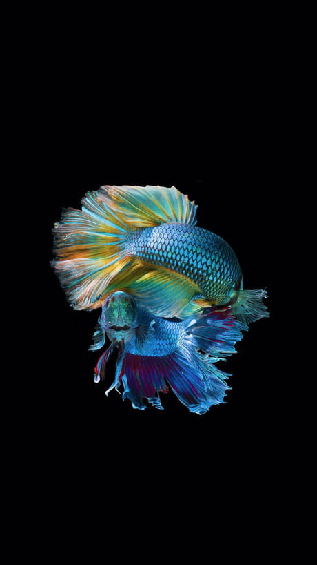 Betta fish wallpaper