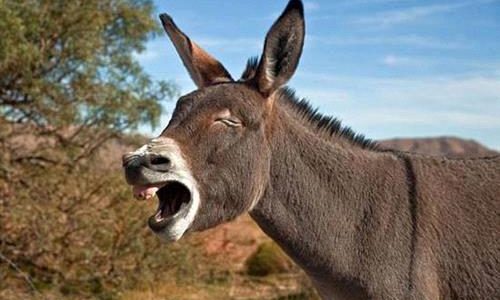 Jordanian-donkey.1jpeg-500x300.jpeg
