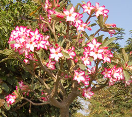 adenium-somalance.jpg