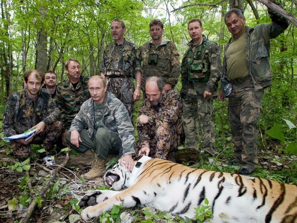 Gty_tiger_putin_mm_150715_4x3_992.jpg