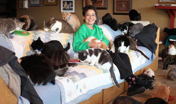 cats-636026.jpg