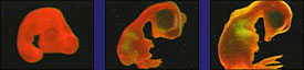 chick-embryo.jpeg