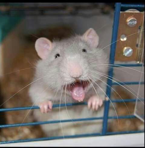 Happy rat | Pet rats, Cute rats, Funny rats