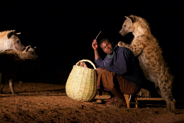 hyena-feeding-time.jpg