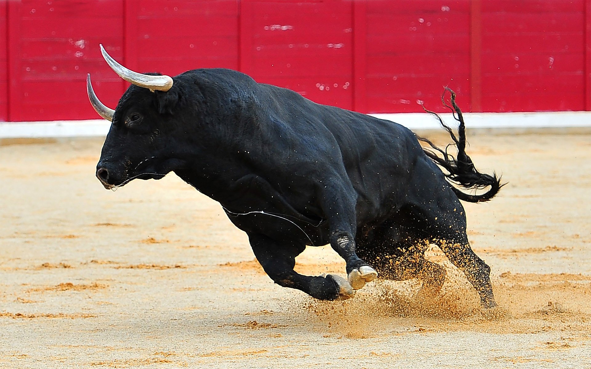 shutterstock_600671159-bull.jpg
