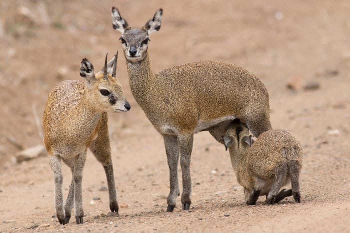 klipspringer-family.jpg