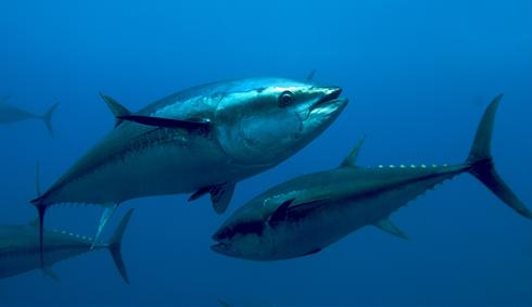 bluefintuna2x-large.jpg