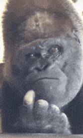 Monkey Thinking Meme Monkey Thinking Sticker Sticker - Monkey thinking meme Monkey  thinking sticker - Discover & Share GIFs