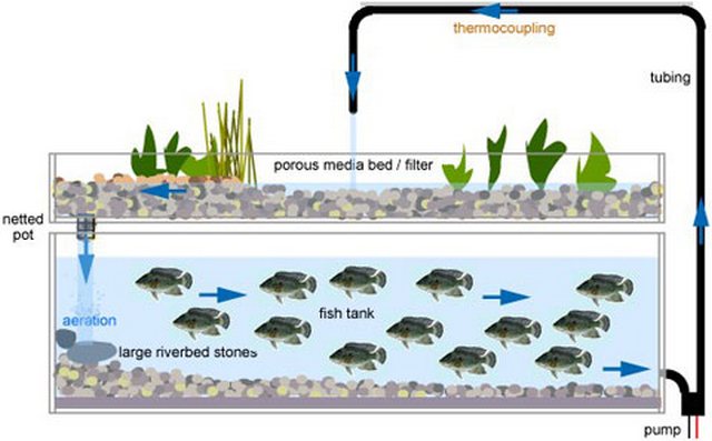 aquaponics-system-graphic1.jpg