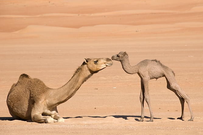 camel.jpg