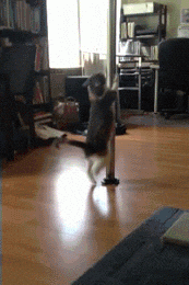 giphy.gif