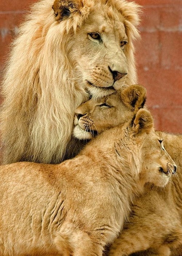 lion-and-lioness-6.jpg