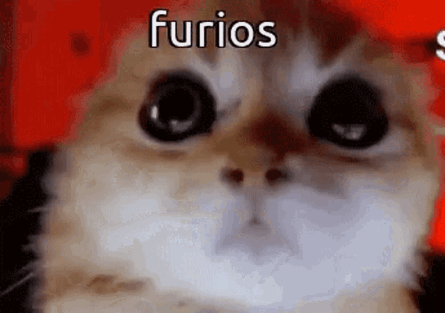 phobiamp3-kitty.gif
