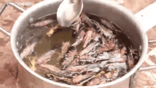 4gtQviD.gif