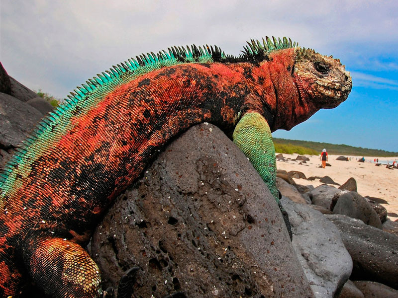 the-galapagos-islands-espanola-garden-bay.jpg