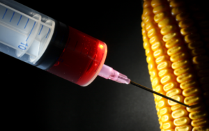 GMOcorn3-300x188.png