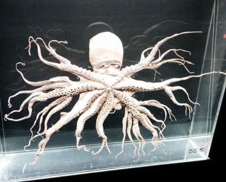 An Octopus with a disorder that gives it 96 arms