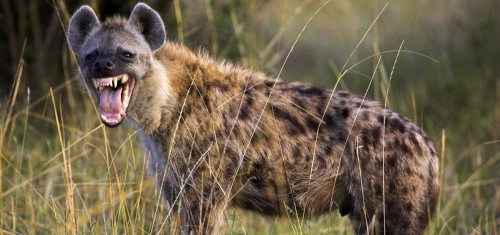 Hyena-Main-1000x469.md.jpg