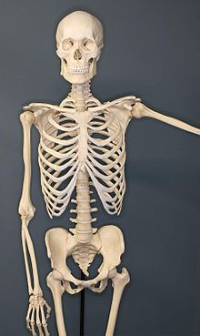 220px-Human-Skeleton.jpg